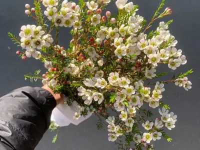 Chiêm ngưỡng 77+ hình nền hoa thanh liễu đẹp thanh thoát