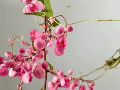 70+ Hình nền hoa tigon đẹp mộc mạc đầy rung động