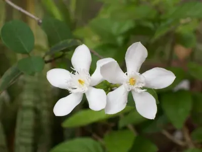 91+ hình nền mai chiếu thủy nhẹ nhàng đầy sức sống