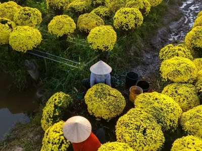 68+ ảnh làng hoa tết rực rỡ sắc xuân trên khắp Việt Nam