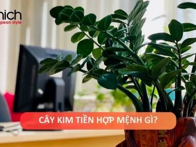 Cây kim tiền ra hoa: Điềm lành hay dấu hiệu cần lưu tâm về phong thủy?