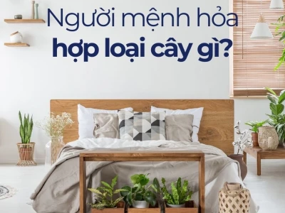 Cây phong thủy cho người mệnh Hỏa: Lựa chọn mang lại tài lộc và may mắn