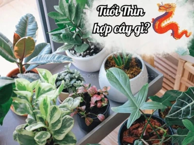 Cây Phong Thủy Tuổi Thìn 1988: Lựa Chọn Giúp Thu Hút Tài Lộc và May Mắn
