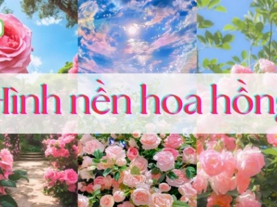 Hình nền hoa đồng tiền rực rỡ cho điện thoại và máy tính