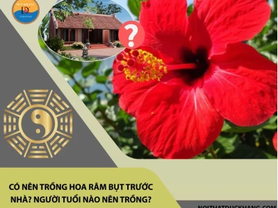 Hoa Râm Bụt Trước Nhà: Hướng Dẫn Chi Tiết Về Phong Thủy Và Ý Nghĩa