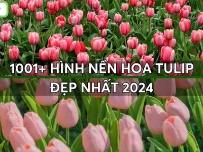 Khám phá vẻ đẹp "chill" với hình nền hoa tulip cho không gian số