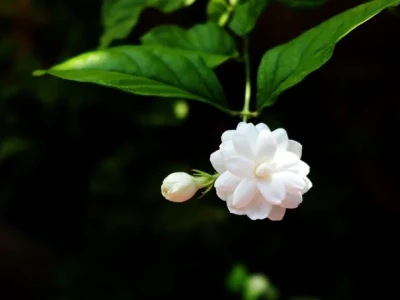 Khám Phá Vẻ Đẹp Hình Nền Hoa Nhài Thư Giãn Cho Màn Hình Thiết Bị