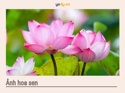 Khám phá vẻ đẹp tâm linh: Hình nền hoa sen Phật giáo cho không gian an lạc
