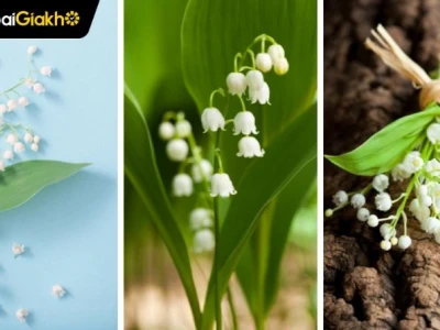 Khám phá vẻ đẹp tinh khôi của hình nền hoa linh lan hồng