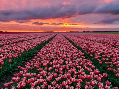 Khám phá Vẻ đẹp Tinh khôi: Hình nền Hoa Tulip Trắng cho Không gian Sống Động