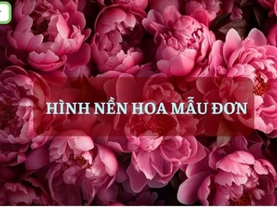 Khám phá Vẻ đẹp Tinh túy: Tuyển tập Hình nền Hoa Mẫu Đơn Đẹp Nhất 2026