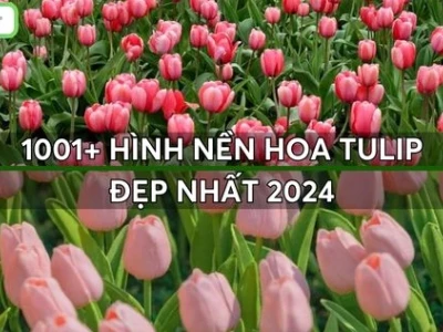 Khám phá vẻ đẹp 'xanh' của hoa tulip qua bộ sưu tập hình nền độc đáo