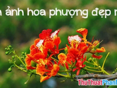 Ngắm nhìn vẻ đẹp hình nền hoa phượng rực rỡ 2026