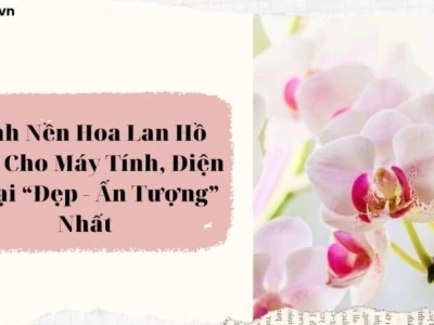 Ngắm nhìn vẻ đẹp tinh khôi của hình nền hoa lan đẹp cho điện thoại