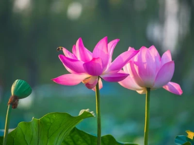 Tải Hình Nền Hoa Sen Đẹp Miễn Phí Cho Máy Tính Và Điện Thoại