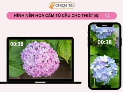Thư giãn cùng hình nền hoa cẩm tú cầu chill cho không gian số 2026