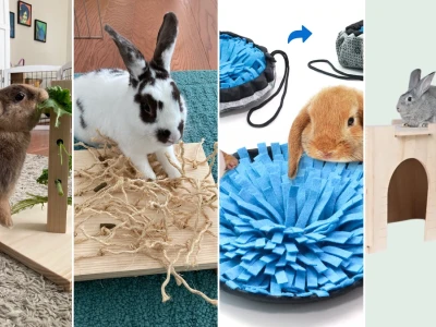 Best enrichment toys for pet rabbits to improve health in 2026